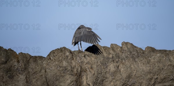 Funny, bird covers itself with wings, Yellow-crowned night heron (Nyctanassa violacea, Syn.: