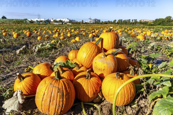 Pumpkin field, ripe pumpkins, shortly in front of harvest, near Neuss, North Rhine-Westphalia,