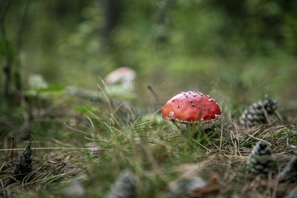 Fly agaric in the forest between green grasses and pine needles