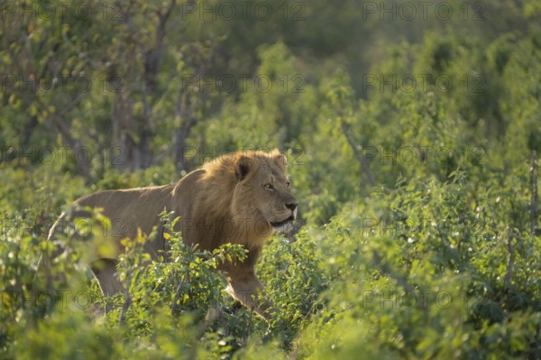 Lion, male animal (Panthera leo) walking through green bushes. Side view, intense look of the wild