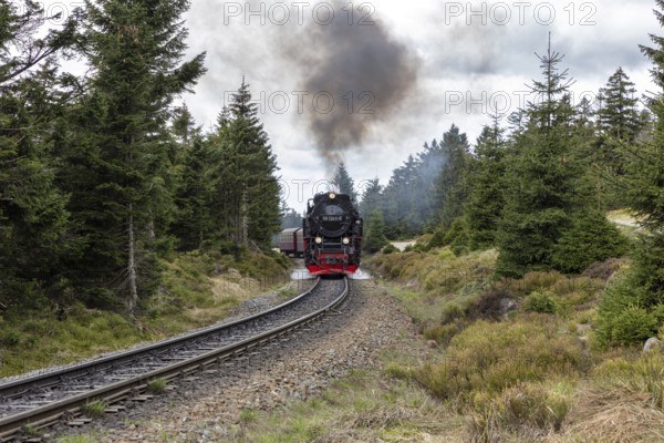 Steam locomotive runs on rails through wooded landscape, smoke rises, Harz Mountains, Brocken,
