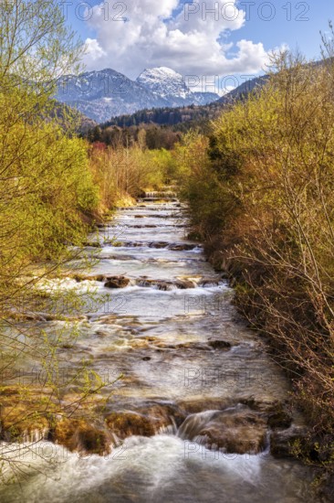 A babbling brook runs through a green forest with snow-capped mountains in the background, Jenbach,