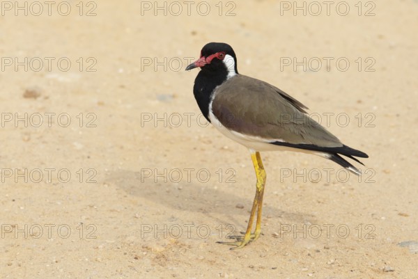 Red lapwing (Vanellus indicus) in the sand in Yala Natioal Park, Southern Province, Sri Lanka, Asia