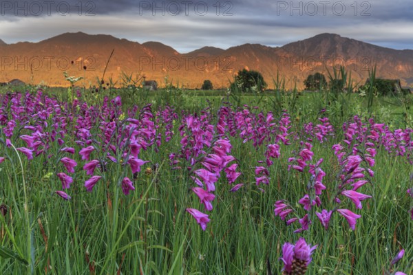 Marsh gladiolus (Gladiolus palustris), flower meadow in the evening light, Loisach-Lake Kochel