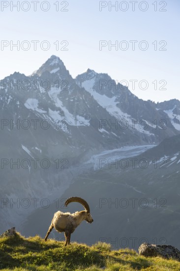 Alpine ibex (Capra ibex), adult male, in front of a mountain landscape in the morning light, behind