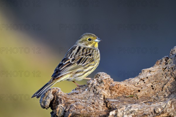 Yellowhammer (Emberiza citrinella), female, Dingdener Heide nature reserve, North Rhine-Westphalia,