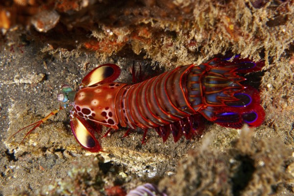 Colourful mantis shrimp with bright red colours, clown mantis shrimp (Odontodactylus scyllarus), on