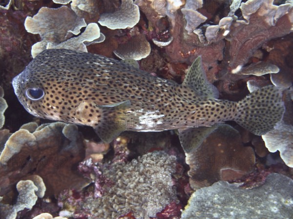 Spot-fin porcupinefish (Chilomycterus reticulatus) camouflages itself between corals, dive site