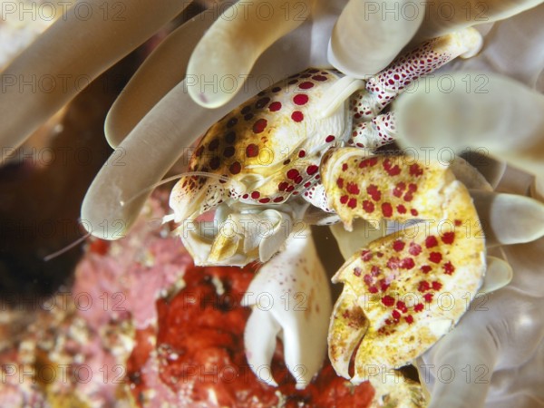 Luminous porcelain crab, spotted porcelain crab (Neopetrolisthes maculatus) in a white sea anemone,