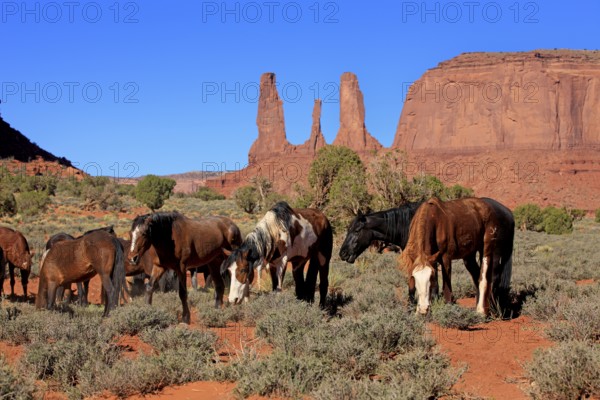 Mustang, (Equus caballus), horses, group, herd, Monument Valley, Utah, USA, North America