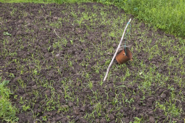 Rusted metal can and aluminium pie pan attached to wooden stake to scare away birds and rodents in