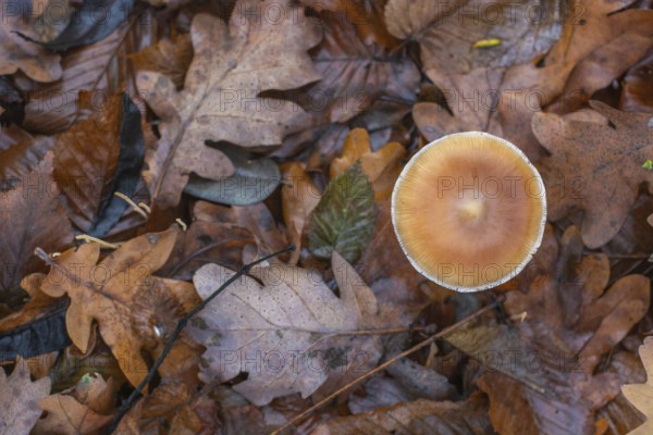 A mushroom sits on top of a pile of leaves. The leaves are brown and scattered around the mushroom.