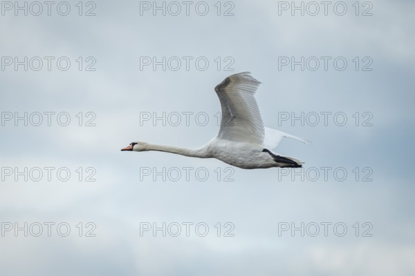 Swan (Cygnus) in flight in a cloudy sky, Lake Neusiedl National Park, Burgenland, Austria, Europe