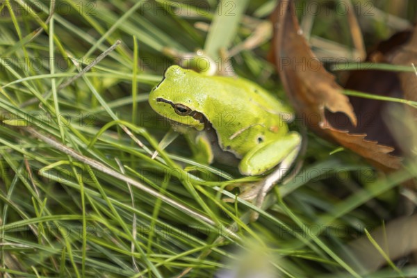 European tree frog (Hyla arborea) between grass and leaves, Lake Neusiedl National Park,