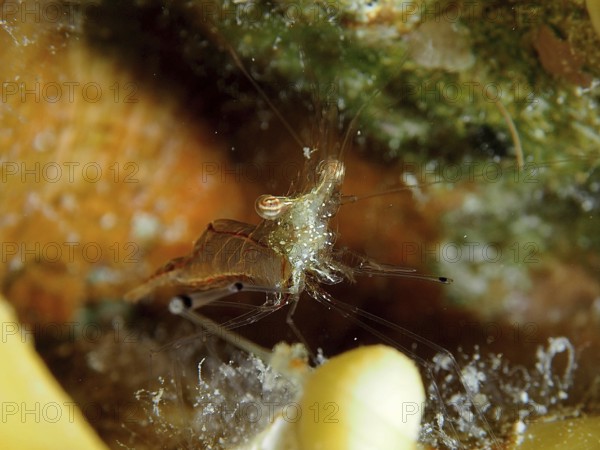 Red scissor shrimp (Cuapetes tenuipes), shrimp, hiding in a crevice-like cave, surrounded by algae,