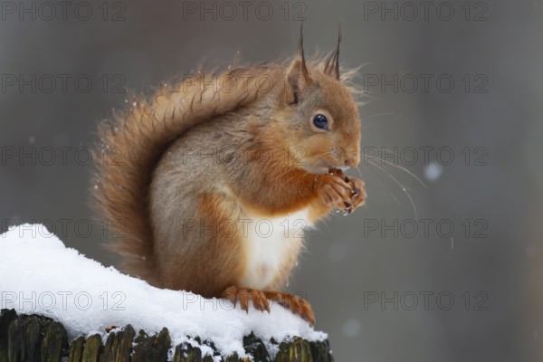 Red squirrel (Sciurus vulgaris) adult animal feeding on a nut on a tree stump covered in snow in