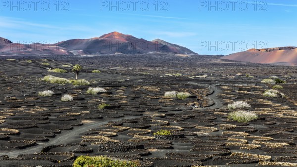 2016, La Geria, Lanzarote, La Geria, ESP, Spain, Canary Islands, Canary Islands, Atlantic Ocean,