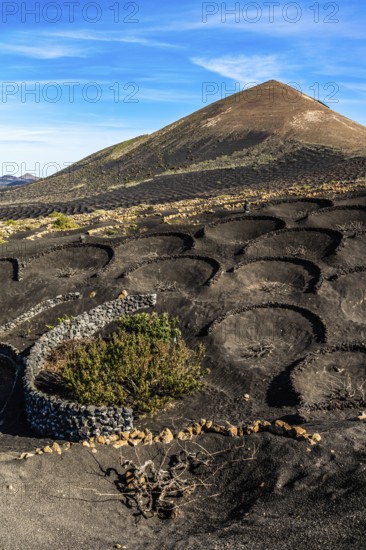 2016, La Geria, Lanzarote, La Geria, ESP, Spain, Canary Islands, Canary Islands, Atlantic Ocean,