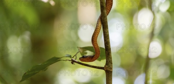 American whipsnake (Mastigodryas melanolomus), snake slithering on a branch, in the rainforest,