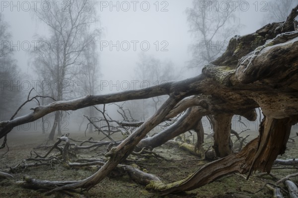Gnarled trunk of an old, lightning-split, solitary oak tree on a cold and foggy day, Hohenlohe,