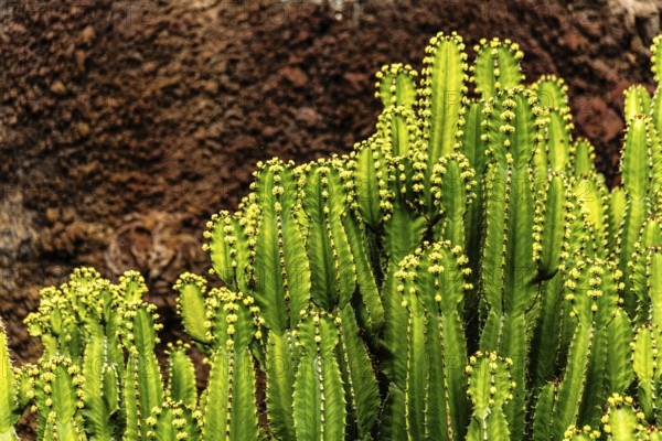2016, Guatiza, Lanzarote, Jardin de Cactus by Cesar Manrique, ESP, Spain, Canary Islands, Canary