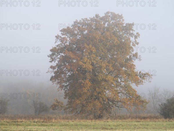 English oak (Quercus robur), solitary tree in a meadow, with yellow leaves in autumn, fog,