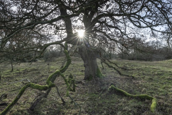 English oaks (Quercus robur) in the Hutewald forest, Emsland, Lower Saxony, Germany, Europe