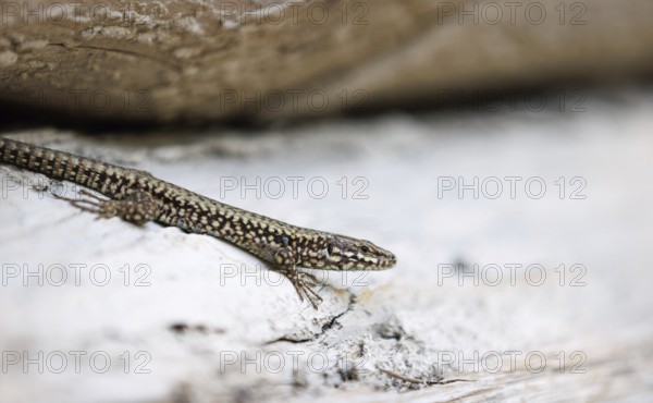 A wood lizard sunbathing on a log in Morsbach, 09/07/2024