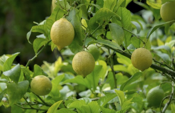 Lemon tree with fruit (Citrus × limon), North Rhine-Westphalia, Germany, Europe