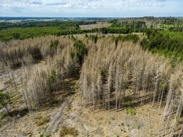Cleared forest in the Eggegebirge, near Lichtenau, Paderborn district, site of a spruce forest that