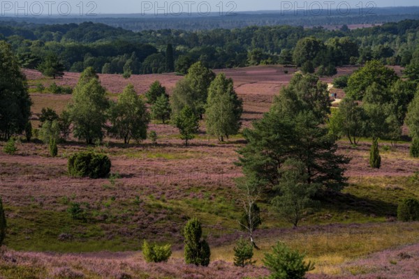 Flowering heath, heather and juniper bushes, near Wilseder Berg, in the Lüneburg Heath nature