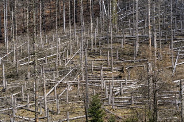 Dead spruce trees, broken by wind, lying in disarray, forest dieback in the Arnsberg Forest nature