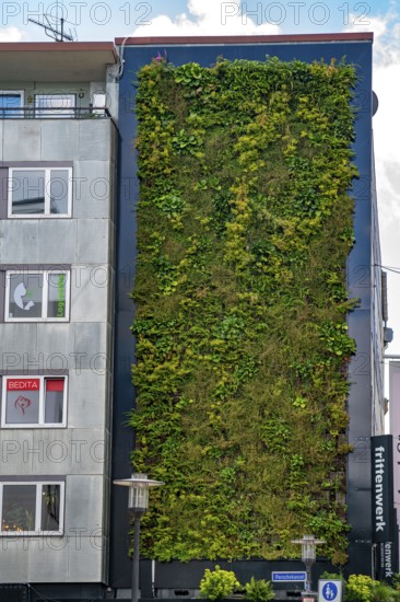 Green façade on a commercial building in the city centre of Essen, Porschkanzel, plants grow