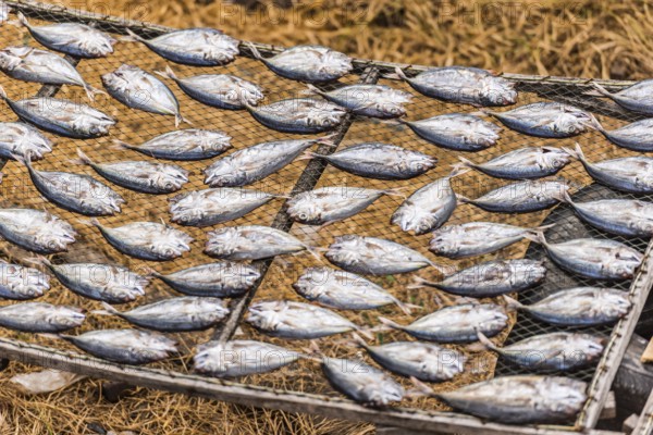 Mackerel drying in the sun, fish, drying, sun, tradition, traditional, dried, dried, salt, salted,