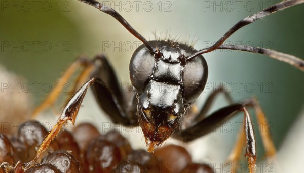 Animals, symbol, close-up of an ant, AI-generated, AI generated