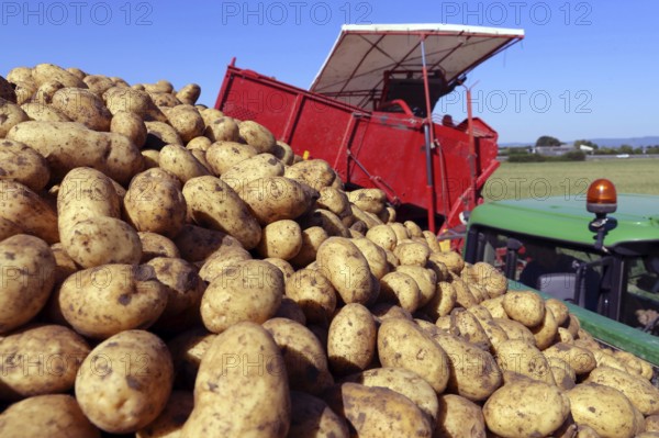 Agriculture potato harvesting with harvester (Mutterstadt, Rhineland-Palatinate)