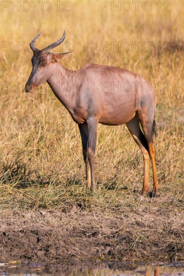 Africa, Botswana, antelope, lyrebird, Botswana, Africa