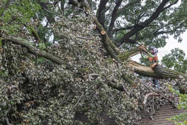 Detroit, Michigan, A storm with 70mph wind gusts blew down a 15-ton, 110-foot cottonwood, damaging