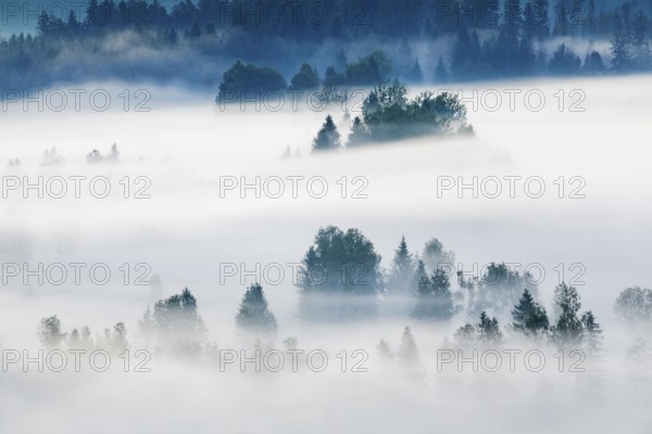 Fog and forest at the Rothenthurm high moor, Canton Schwyz, Switzerland, Europe