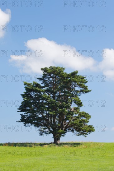 Old pine tree in Oberägeri, Canton Zug, Switzerland, Europe
