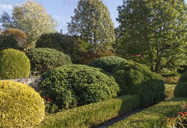 Cottage garden with green lawn, trees, hedges, trimmed bushes and large mountain pines. Modern