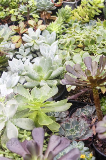 Various types of succulent in flower pots in the greenhouse. Closeup, selective focus
