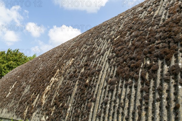 Moss growing on corrugated asbestos roof of Nissen hut building, Boyton, Suffolk, England, UK