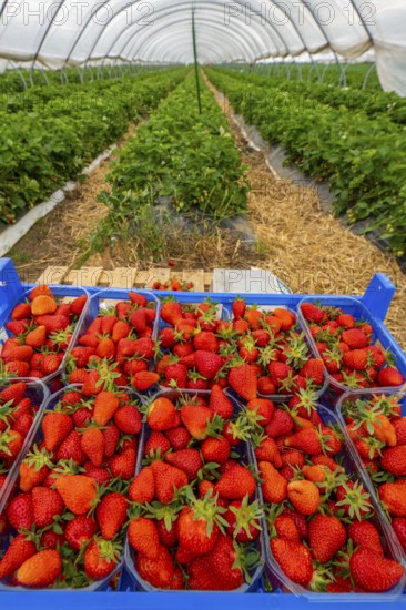 Harvest of strawberries, strawberry cultivation in the open, under a foil tunnel, young strawberry