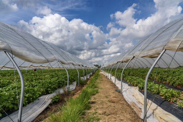 Harvest of strawberries, strawberry cultivation in the open, under a foil tunnel, young strawberry