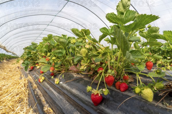 Harvest of strawberries, strawberry cultivation in the open, under a foil tunnel, young strawberry