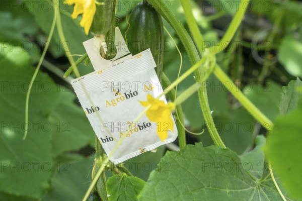 Cultivation of mini cucumbers, snack cucumbers, in a greenhouse, bags with beneficial insects that