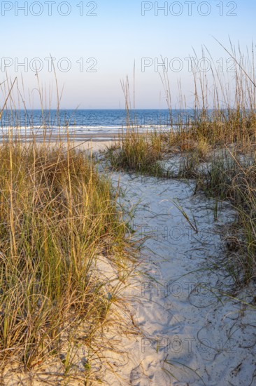 Sand walkway in the grasses over sand dunes on the beach at Amelia Island, Florida, USA, North