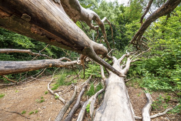 The Sababurg primeval forest, or primeval forest in the Reinhardswald, is a 95-hectare biotope