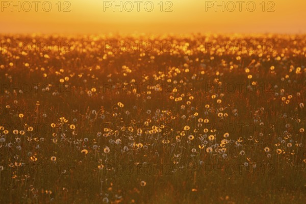 Meadow with fruit stands of the common dandelion (Taraxacum sect. Ruderalia), dandelions, at